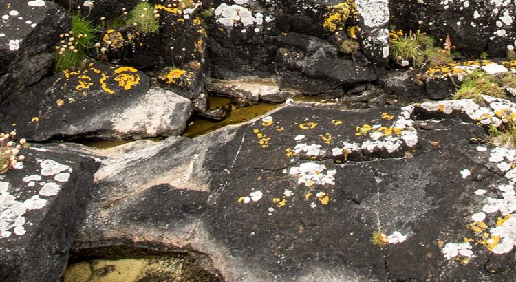 Lichens - Western Isles wildlife, birds, plants, mammals, moths, butterflies