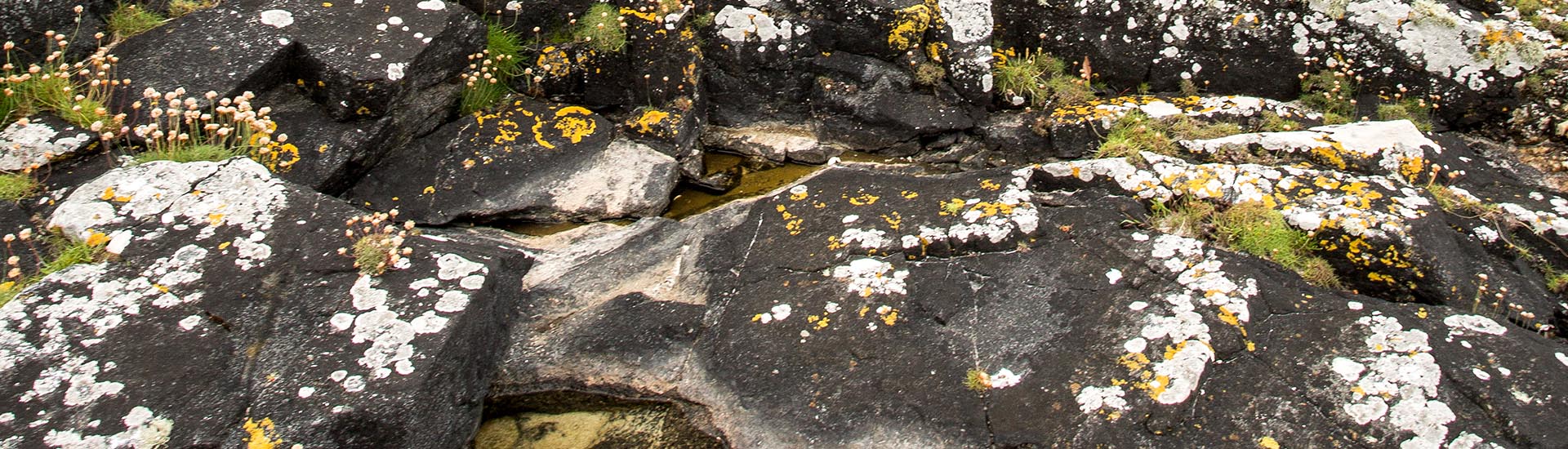 Lichens - Western Isles wildlife, birds, plants, mammals, moths, butterflies